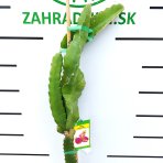 Dračie ovocie (Pitahaya - Dragoon fruit) - výška 80-110 cm, kont. C10L
